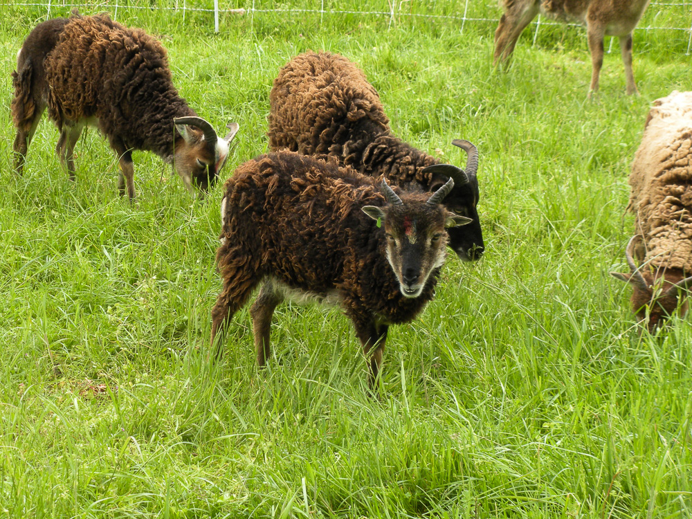 Yearling Soay ewes